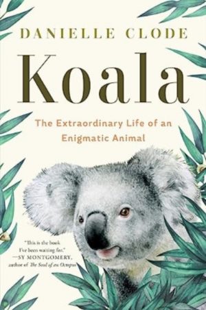 Koala : The Extraordinary Life of an Enigmatic Animal by Clode, Danielle