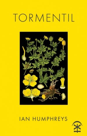 Tormentil by Humphreys, Ian